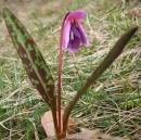 whole  : nom scientifique : Erythronium dens-canis L. , Erythronium , Liliaceae 