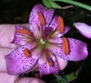 flower  : nom scientifique : Lilium martagon L. , Lilium , Liliaceae 