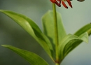 stemleaf  : nom scientifique : Lilium martagon L. , Lilium , Liliaceae 