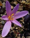 flower  : nom scientifique : Colchicum autumnale L. , Colchicum , Colchicaceae 