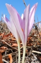 whole : nom scientifique : Colchicum neapolitanum Orph. ex Nyman , Colchicum , Colchicaceae