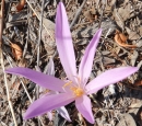 flower : nom scientifique : Colchicum neapolitanum Orph. ex Nyman , Colchicum , Colchicaceae