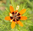 flower  : nom scientifique : Adonis aestivalis L. , Adonis , Ranunculaceae 