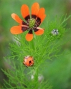 whole  : nom scientifique : Adonis aestivalis L. , Adonis , Ranunculaceae 