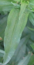 leaf  : nom scientifique : Saponaria officinalis L. , Saponaria , Caryophyllaceae 