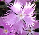 flower  : nom scientifique : Dianthus monspessulanus L. , Dianthus , Caryophyllaceae 