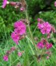 whole  : nom scientifique : Silene dioica (L.) Clairv. , Silene , Caryophyllaceae 