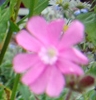 flower : nom scientifique : Silene dioica (L.) Clairv. , Silene , Caryophyllaceae