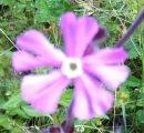 flower  : nom scientifique : Silene dioica (L.) Clairv. , Silene , Caryophyllaceae 