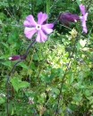 whole  : nom scientifique : Silene dioica (L.) Clairv. , Silene , Caryophyllaceae 