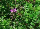 whole  : nom scientifique : Erodium cicutarium (L.) LÕHÃ©r. ex Aiton , Erodium , Geraniaceae 