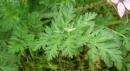 leaf  : nom scientifique : Erodium cicutarium (L.) LÕHÃ©r. ex Aiton , Erodium , Geraniaceae 