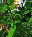 stemleaf  : nom scientifique : Saponaria officinalis L. , Saponaria , Caryophyllaceae 