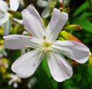 flower  : nom scientifique : Saponaria officinalis L. , Saponaria , Caryophyllaceae 