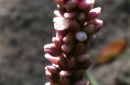 flower  : nom scientifique : Persicaria maculosa Gray , Persicaria , Polygonaceae 