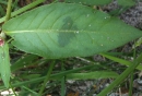 leaf  : nom scientifique : Persicaria maculosa Gray , Persicaria , Polygonaceae 