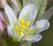 flower  : nom scientifique : Polygonum aviculare L. , Polygonum , Polygonaceae 