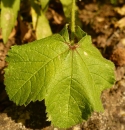 leaf  : nom scientifique : Malva sylvestris L. , Malva , Malvaceae 