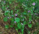 whole  : nom scientifique : Malva sylvestris L. , Malva , Malvaceae 