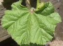 leaf  : nom scientifique : Malva neglecta Wallr. , Malva , Malvaceae 