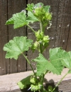 whole  : nom scientifique : Malva neglecta Wallr. , Malva , Malvaceae 