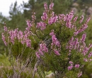 whole  : nom scientifique : Calluna vulgaris (L.) Hull , Calluna , Ericaceae 