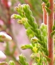 leaf  : nom scientifique : Calluna vulgaris (L.) Hull , Calluna , Ericaceae 