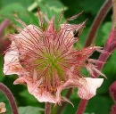 flower  : nom scientifique : Geum rivale L. , Geum , Rosaceae 