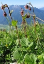 whole  : nom scientifique : Geum rivale L. , Geum , Rosaceae 