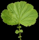 leaf  : nom scientifique : Geum rivale L. , Geum , Rosaceae 