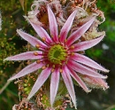 flower  : nom scientifique : Sempervivum tectorum L. , Sempervivum , Crassulaceae 