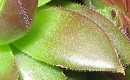 leaf  : nom scientifique : Sempervivum tectorum L. , Sempervivum , Crassulaceae 