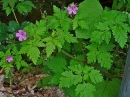 whole  : nom scientifique : Geranium robertianum L. , Geranium , Geraniaceae 