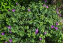 whole  : nom scientifique : Geranium sanguineum L. , Geranium , Geraniaceae 