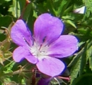 flower  : nom scientifique : Geranium pratense L. , Geranium , Geraniaceae 