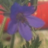 flower : nom scientifique : Geranium pratense L. , Geranium , Geraniaceae