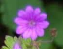 flower  : nom scientifique : Geranium molle L. , Geranium , Geraniaceae 