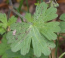 leaf  : nom scientifique : Geranium molle L. , Geranium , Geraniaceae 