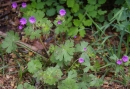 whole  : nom scientifique : Geranium molle L. , Geranium , Geraniaceae 