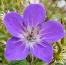 flower  : nom scientifique : Geranium pratense L. , Geranium , Geraniaceae 