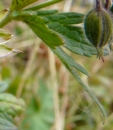 leaf  : nom scientifique : Geranium pratense L. , Geranium , Geraniaceae 