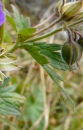 stemleaf  : nom scientifique : Geranium pratense L. , Geranium , Geraniaceae 