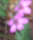 flower  : nom scientifique : Erodium cicutarium (L.) LÕHÃ©r. ex Aiton , Erodium , Geraniaceae 