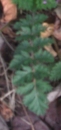 leaf  : nom scientifique : Erodium cicutarium (L.) LÕHÃ©r. ex Aiton , Erodium , Geraniaceae 