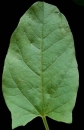 leaf  : nom scientifique : Convolvulus arvensis L. , Convolvulus , Convolvulaceae 