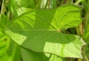 leaf  : nom scientifique : Calystegia sepium (L.) R. Br. , Calystegia , Convolvulaceae 