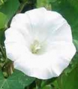 flower  : nom scientifique : Calystegia sepium (L.) R. Br. , Calystegia , Convolvulaceae 