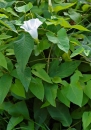 whole  : nom scientifique : Calystegia sepium (L.) R. Br. , Calystegia , Convolvulaceae 