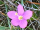 flower  : nom scientifique : Centaurium scilloides Samp. , Centaurium , Gentianaceae 