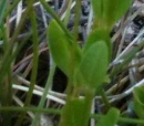 leaf  : nom scientifique : Centaurium scilloides Samp. , Centaurium , Gentianaceae 